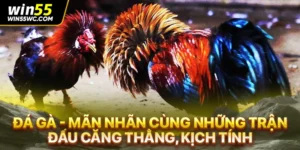 Đá Gà - Mãn Nhãn Cùng Những Trận Đấu Căng Thẳng, Kịch Tính