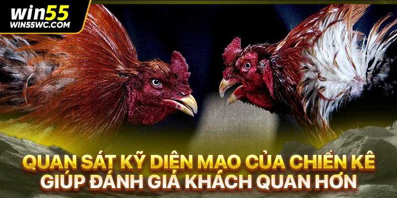 Quan sát kỹ diện mạo của chiến kê giúp đánh giá khách quan hơn
