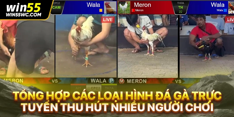 Tổng hợp các loại hình đá gà trực tuyến thu hút nhiều người chơi